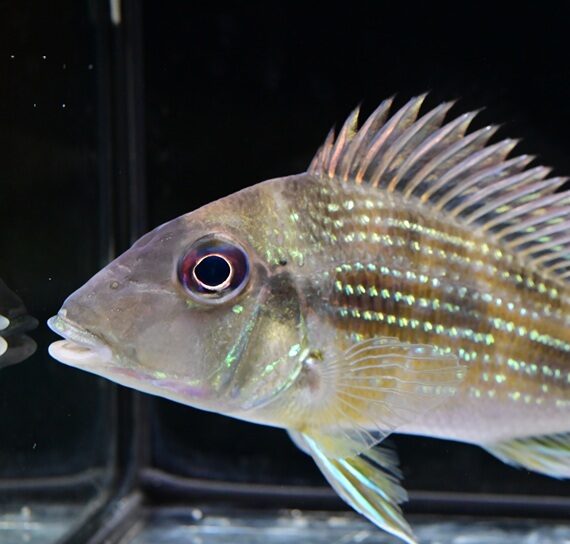 8/23 入荷魚紹介 - 静岡市の熱帯魚専門店（大型魚・古代魚・珍魚