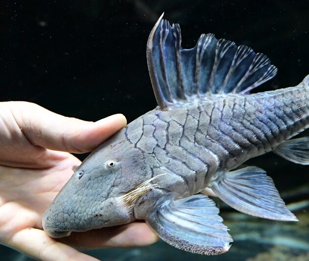 8/5 入荷魚紹介 - 静岡市の熱帯魚専門店（大型魚・古代魚・珍魚