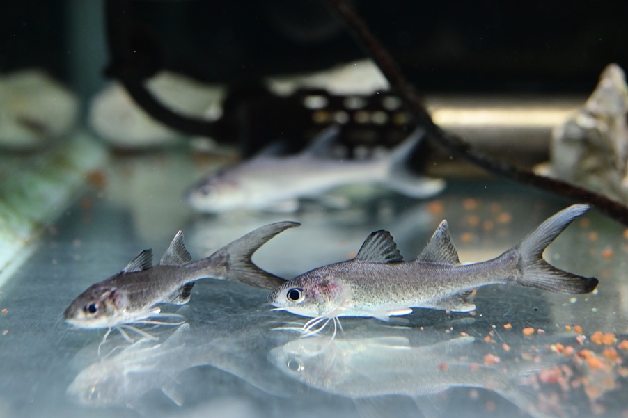 入荷魚紹介 - 静岡市の熱帯魚専門店（大型魚・古代魚・珍魚）｜World