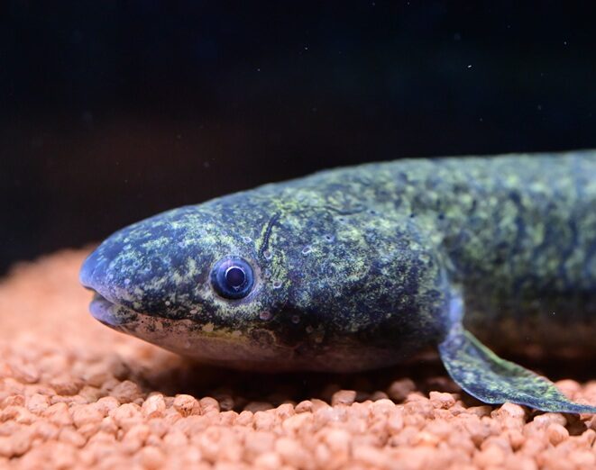 10/7 入荷魚紹介 - 静岡市の熱帯魚専門店（大型魚・古代魚・珍魚