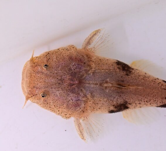 11/13 入荷魚紹介 - 静岡市の熱帯魚専門店（大型魚・古代魚・珍魚