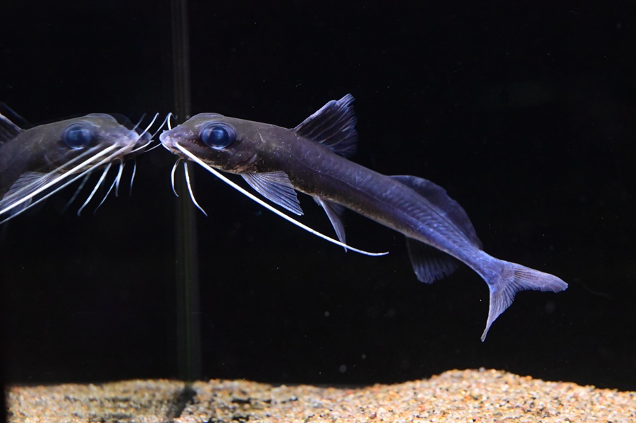 2/13 入荷魚紹介 - 静岡市の熱帯魚専門店（大型魚・古代魚・珍魚