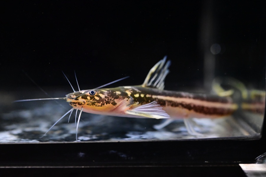 2/5 入荷魚紹介 - 静岡市の熱帯魚専門店（大型魚・古代魚・珍魚